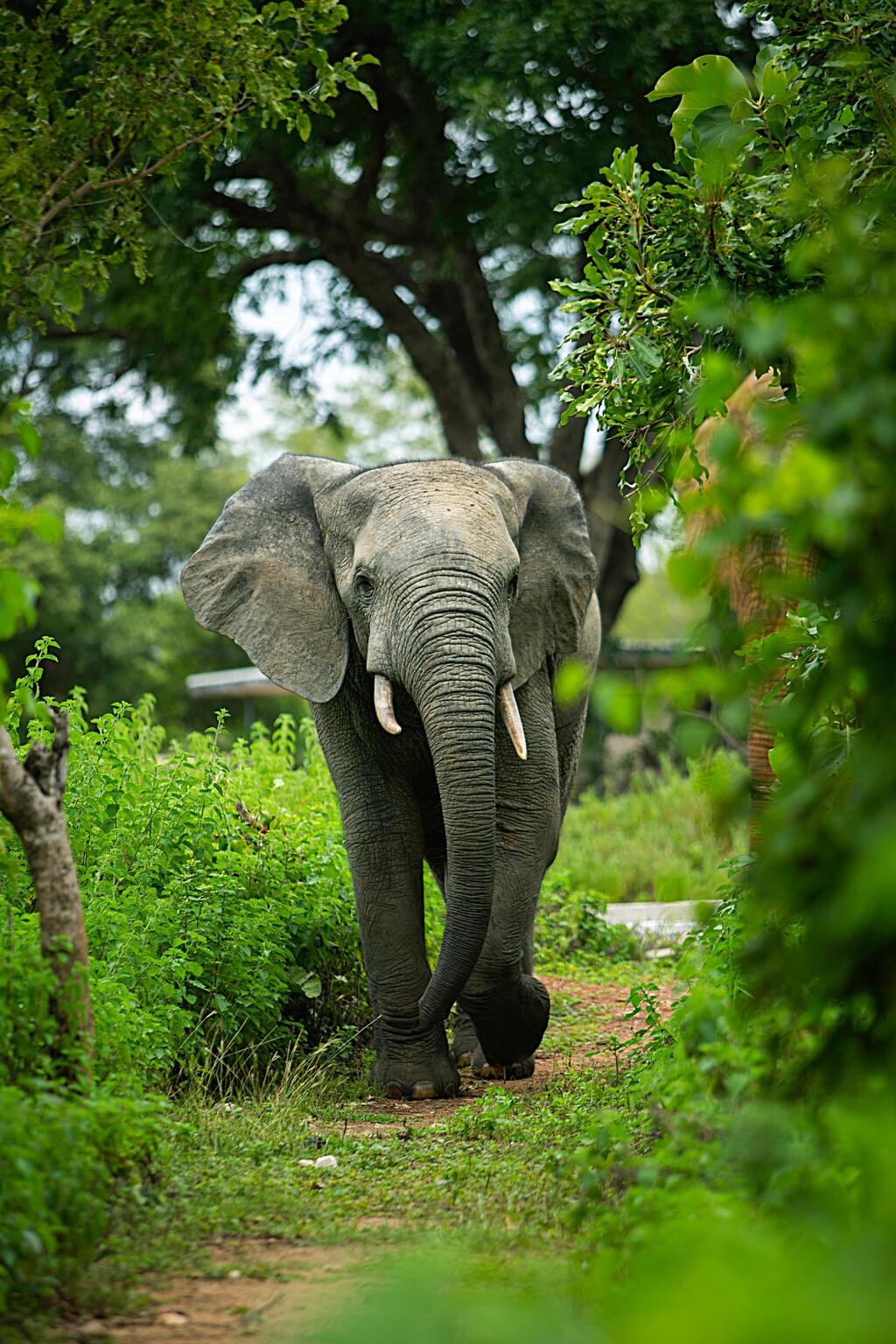 Elephant roaming freely, Upper West region, near Mole National Park
