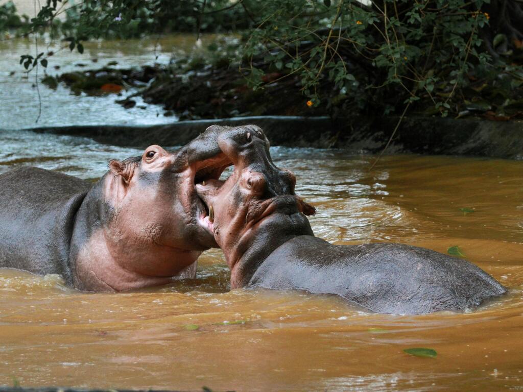 Two hippos fighting at Wechiau Hippo Sanctuary