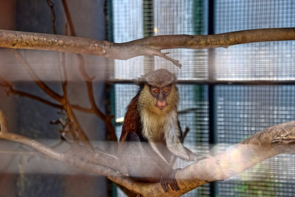 This monkey should be at Accra Zoo Achimota, Ghana